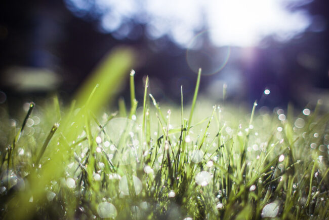 summer grass flourishing business