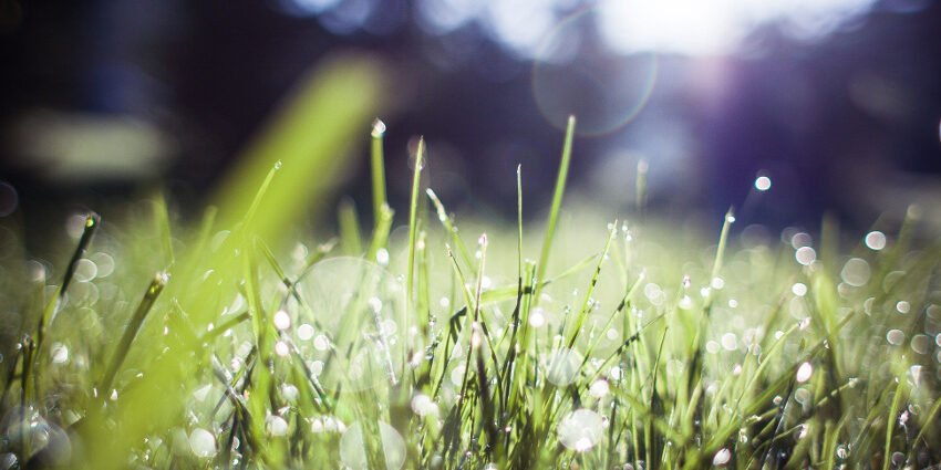 summer grass flourishing business