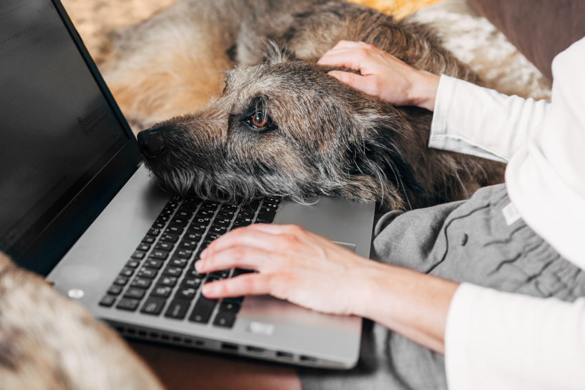 Woman working on laptop while petting large dog's head, dog is resting chin on laptop keyboard
